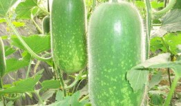 朝阳号外官网免费吃瓜 热门大瓜往期内容,揭秘朝阳号外热门大瓜往期精彩内容